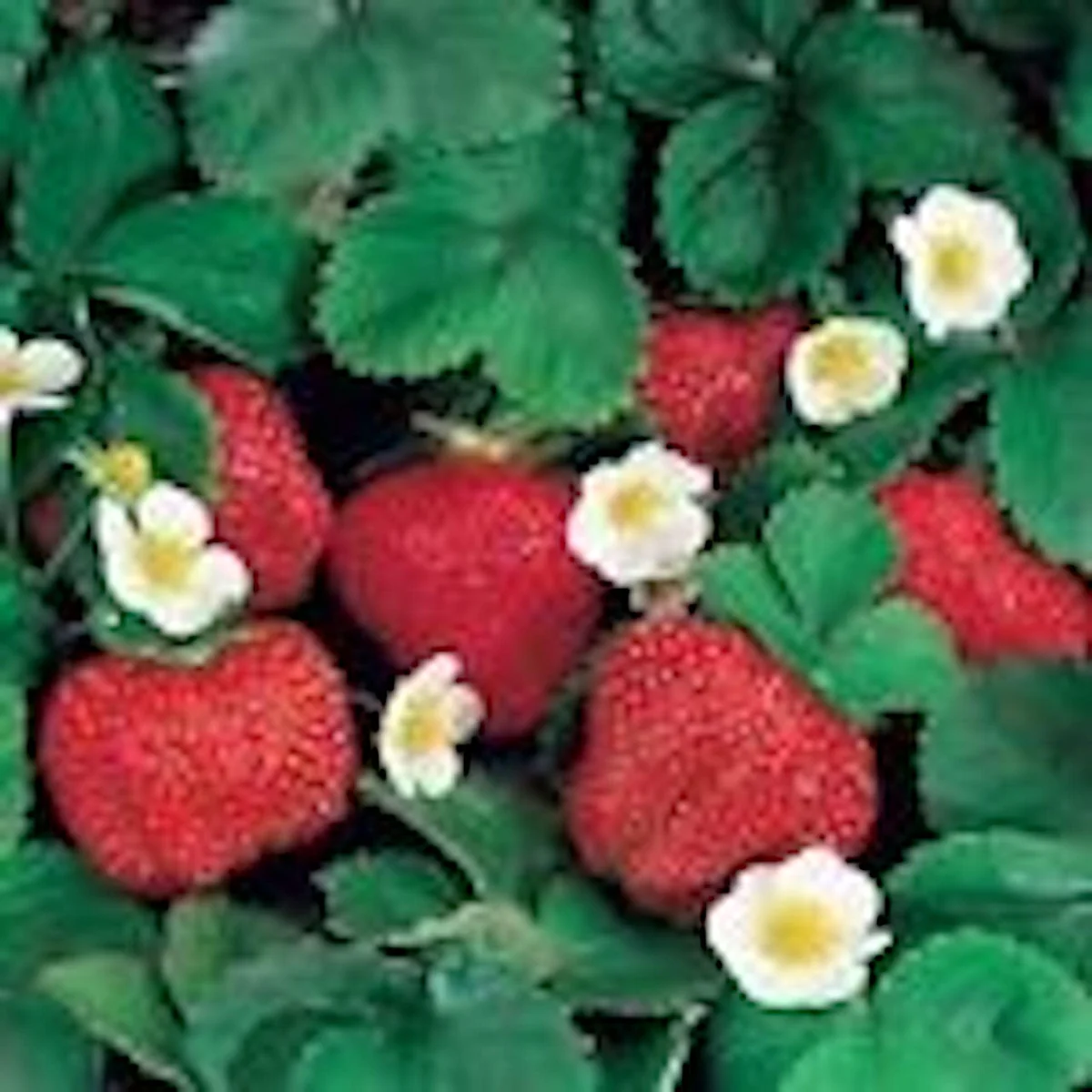 20 Ozark Beauty Everbearing Strawberry Plant - Bare Root Perennial Fruit - Image 3