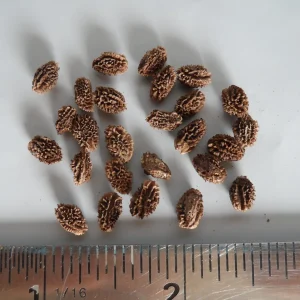 20 Papaya Seeds - Puerto Rican Variety - Sweet & Juicy Tropical Fruit - Image 2