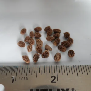 20 Papaya Seeds - Puerto Rican Variety - Sweet & Juicy Tropical Fruit - Image 3