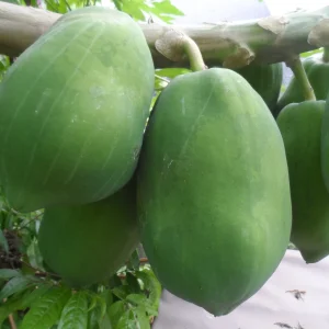 20 Papaya Seeds - Puerto Rican Variety - Sweet & Juicy Tropical Fruit - Image 1