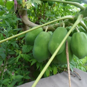 20 Papaya Seeds - Puerto Rican Variety - Sweet & Juicy Tropical Fruit - Image 4