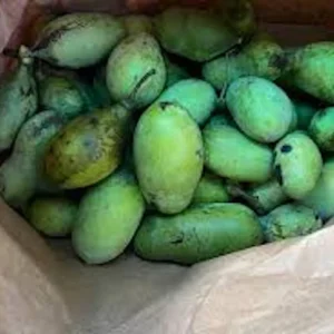 20 Pawpaw Tree Seeds - Organic Asimina triloba Heirloom Fruit Tree Seeds, Stratified - Image 10