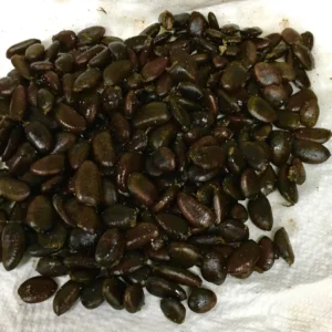 20 Pawpaw Tree Seeds - Organic Asimina triloba Heirloom Fruit Tree Seeds, Stratified - Image 4