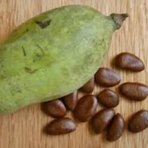 20 Pawpaw Tree Seeds - Organic Asimina triloba Heirloom Fruit Tree Seeds, Stratified - Image 8