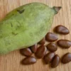 20 Pawpaw Tree Seeds - Organic Heirloom Asimina triloba Native Fruit Seeds, Stratified - Image 1