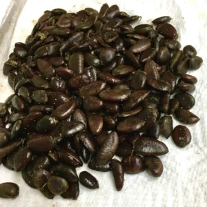 20 Pawpaw Tree Seeds - Organic Heirloom Asimina triloba Native Fruit Seeds, Stratified - Image 2