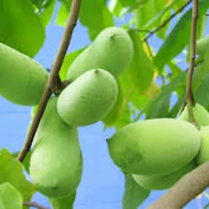 20 Pawpaw Tree Seeds - Organic Heirloom Asimina triloba Native Fruit Seeds, Stratified - Image 3