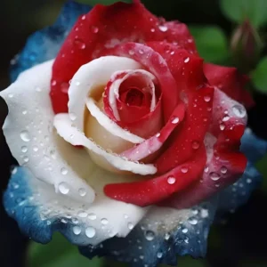 20 Pcs Patriot Rose Seeds - Three-Color Climbing Rose Seeds for Outdoor Garden - Image 3