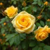 20 Pcs Yellow Climbing Rose Seeds - Rare Non-GMO Heirloom Variety Outdoor - Image 1