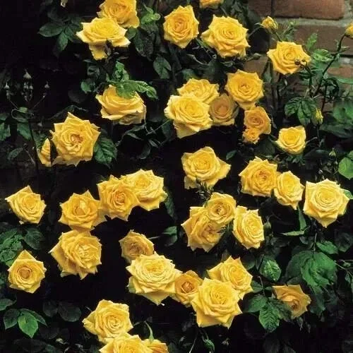 20 Pcs Yellow Climbing Rose Seeds - Rare Non-GMO Heirloom Variety Outdoor - Image 4