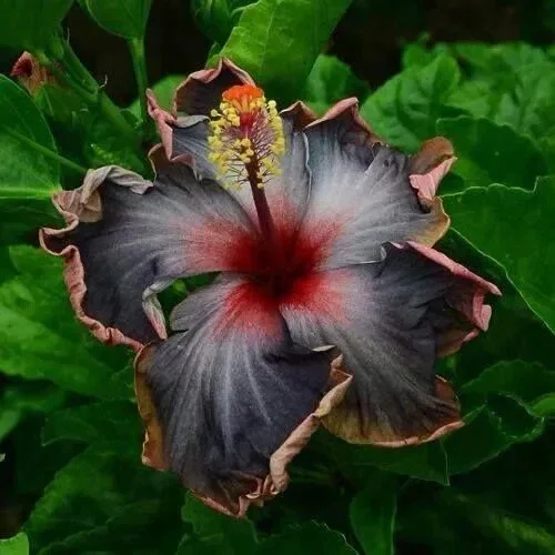 20 Perennial Hibiscus Seeds - Black, Pink & Purple Flower Blooms - Image 3