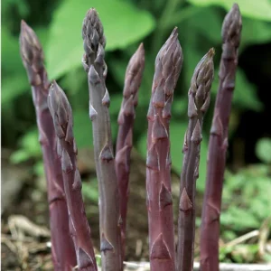 20 Purple Passion Asparagus Bare Roots - Asparagus officinalis - Perennial Vegetable - Image 6