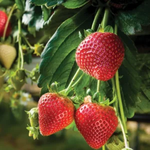 20 Quinault Strawberry Bare Roots - Everbearing Fruit Plant for Home Gardens - Image 2