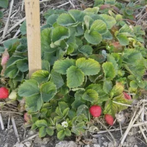 20 Quinault Strawberry Bare Roots - Everbearing Fruit Plant for Home Gardens - Image 3