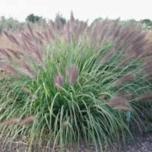 20 Red Fountain Grass Bare Root Plugs - Ornamental Plant, Fall Color - Image 2