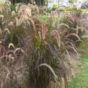 20 Red Fountain Grass Bare Root Plugs - Ornamental Plant, Fall Color - Image 6