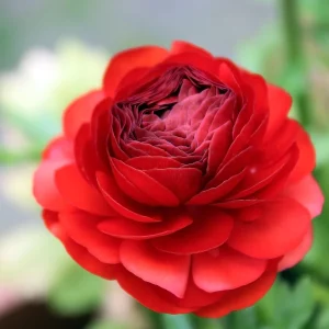 20 Red Ranunculus Bulbs - Jumbo Size for Garden & Cut Flowers - Image 1