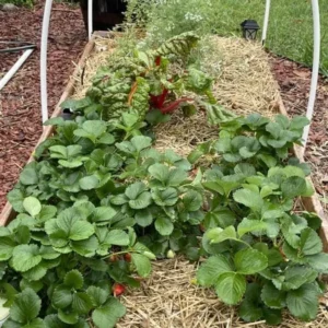 20 Seascape Strawberry Bare Roots - Everbearing Fragaria ananassa, USDA Zones 4-8 - Image 3