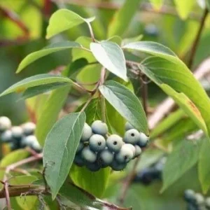 20 Silky Dogwood Bare Root Seedlings 1-2 ft Tall - Outdoor Shrub - Image 1