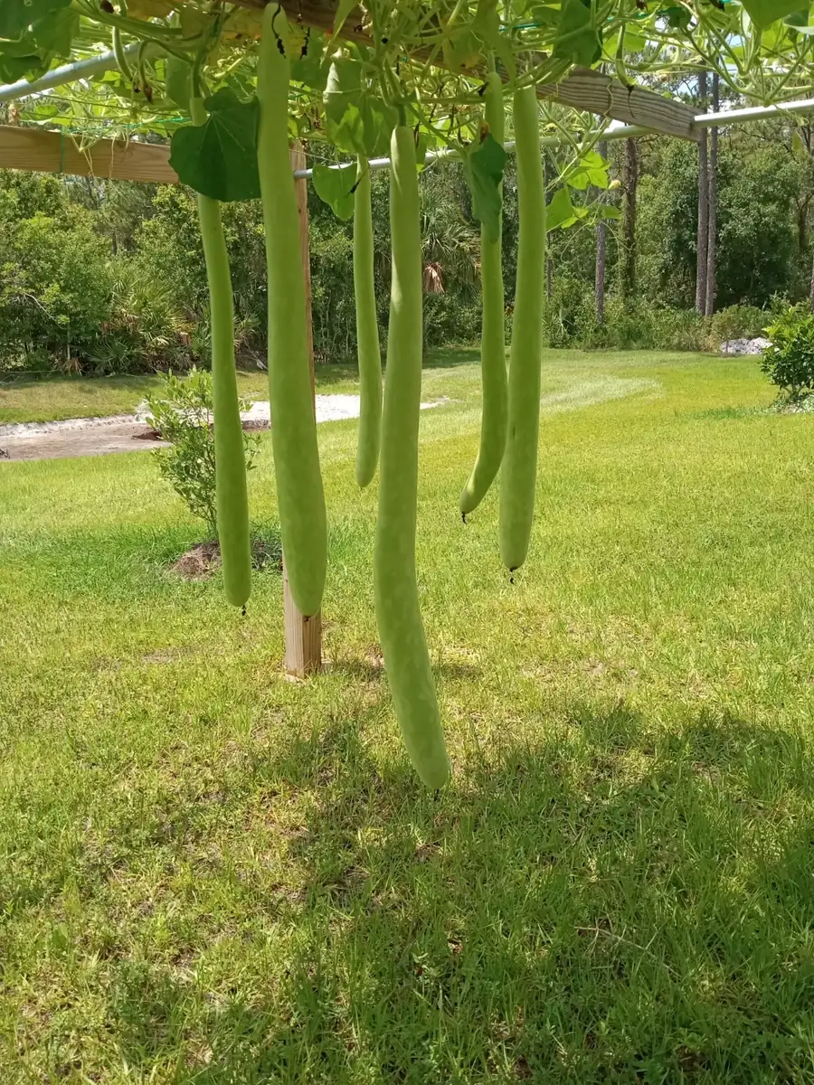 20 Snake Gourd Seeds - Lagenaria siceraria Bottle Gourd Seeds for Gardening - Image 1