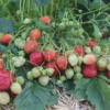 20 Sparkle Strawberry Bare Roots - Cold-Hardy, Sweet Berries for USDA Zones 3-8 - Image 1