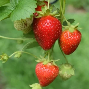 20 Sparkle Strawberry Bare Roots - Cold-Hardy, Sweet Berries for USDA Zones 3-8 - Image 7