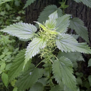 20 Stinging Nettle Bare Roots - Organic Urtica dioica Live Plants - Image 6
