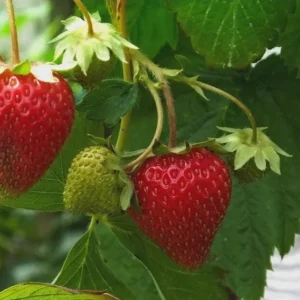 20 Surecrop Strawberry Bare Roots - Fragaria June-Bearing Berry Plant - Image 5