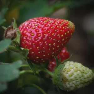 20 Sweet Charlie Strawberry Bare Roots - Fragaria, June-Bearing, Zones 5-9 - Image 4