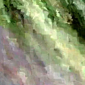 20 Sweet Potato Slips - Beauregard, White, Purple, Red Japanese Variety - Image 5