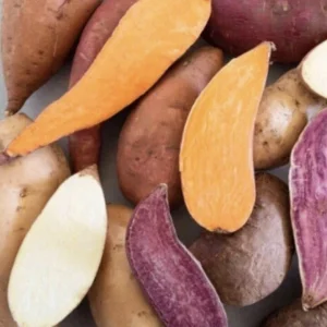 20 Sweet Potato Slips Variety Pack - Beauregard, White, Purple, Red Japan for Planting - Image 6