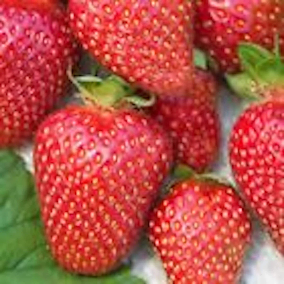 20 Tennessee Beauty Strawberry Plant – Junebearing Perennial Fruit Live Plant – Outdoor - Image 1