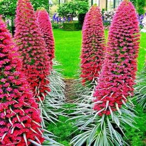 20 Tower of Jewels Seeds (Echium Wildpretii) - Perennial Hummingbird Flower - Image 2