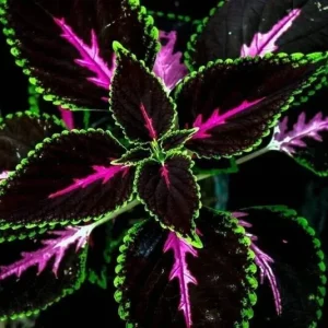 20 Tri-Color Coleus Seeds - Pink, Black & Green Foliage - Easy Grow Ornamental Perennial - Image 5