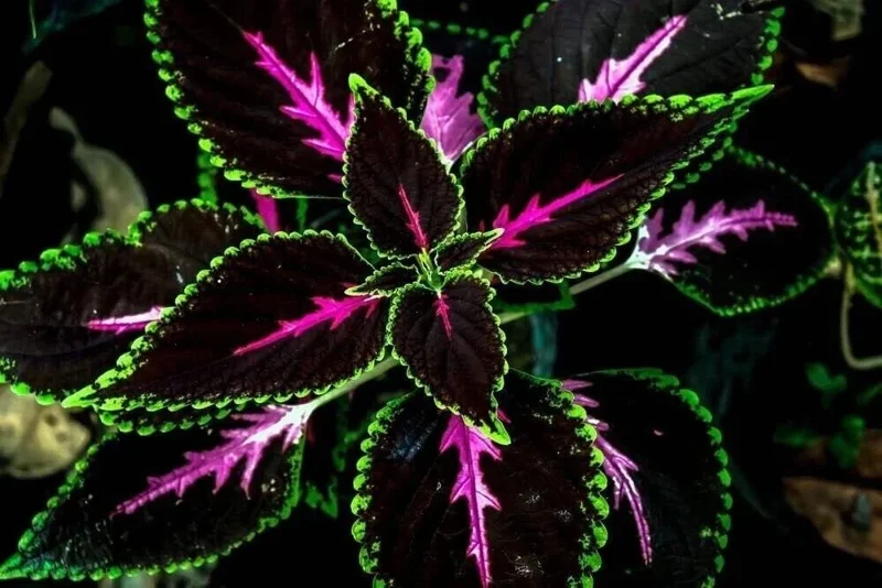 20 Tri-Color Coleus Seeds - Pink, Black & Green Foliage - Easy Grow Ornamental Perennial - Image 5