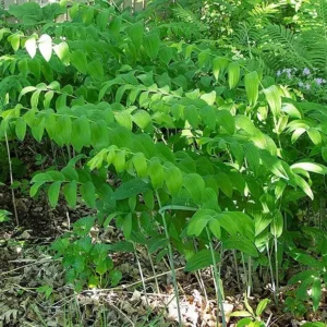 20 True Solomon's Seal Bare Root Plants - Native Wildflower Polygonatum Biflorum - Image 3
