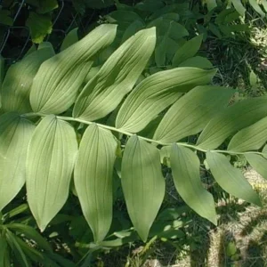 20 True Solomon's Seal Bare Root Plants - Native Wildflower Polygonatum Biflorum - Image 4