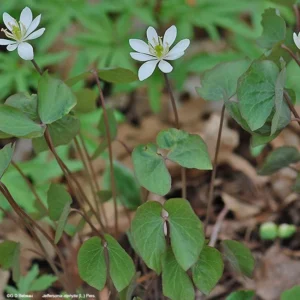 20 Twinleaf Bare Roots - Organic Jeffersonia Diphylla Wildflower Plant - Image 3