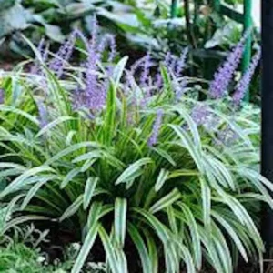 20 Variegated Monkey Grass Bare Roots - Liriope muscari 'Variegata' - Outdoor Perennial - Image 1