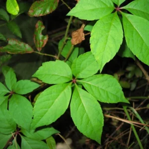 20 Virginia Creeper Bare Root Vines - Scarlet Fall Color, Deer Resistant - Image 9