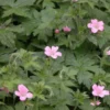 20 Wild Geraniums Cranesbill Bare Root Plants - Organic Geranium Maculatum - Image 1