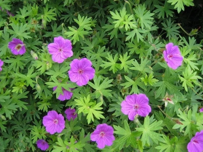 20 Wild Geraniums Cranesbill Bare Root Plants - Organic Geranium Maculatum - Image 3