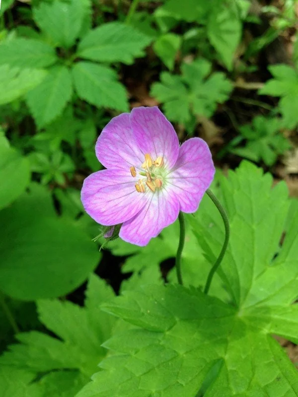 20 Wild Geraniums Cranesbill Bare Root Plants - Organic Geranium Maculatum - Image 7