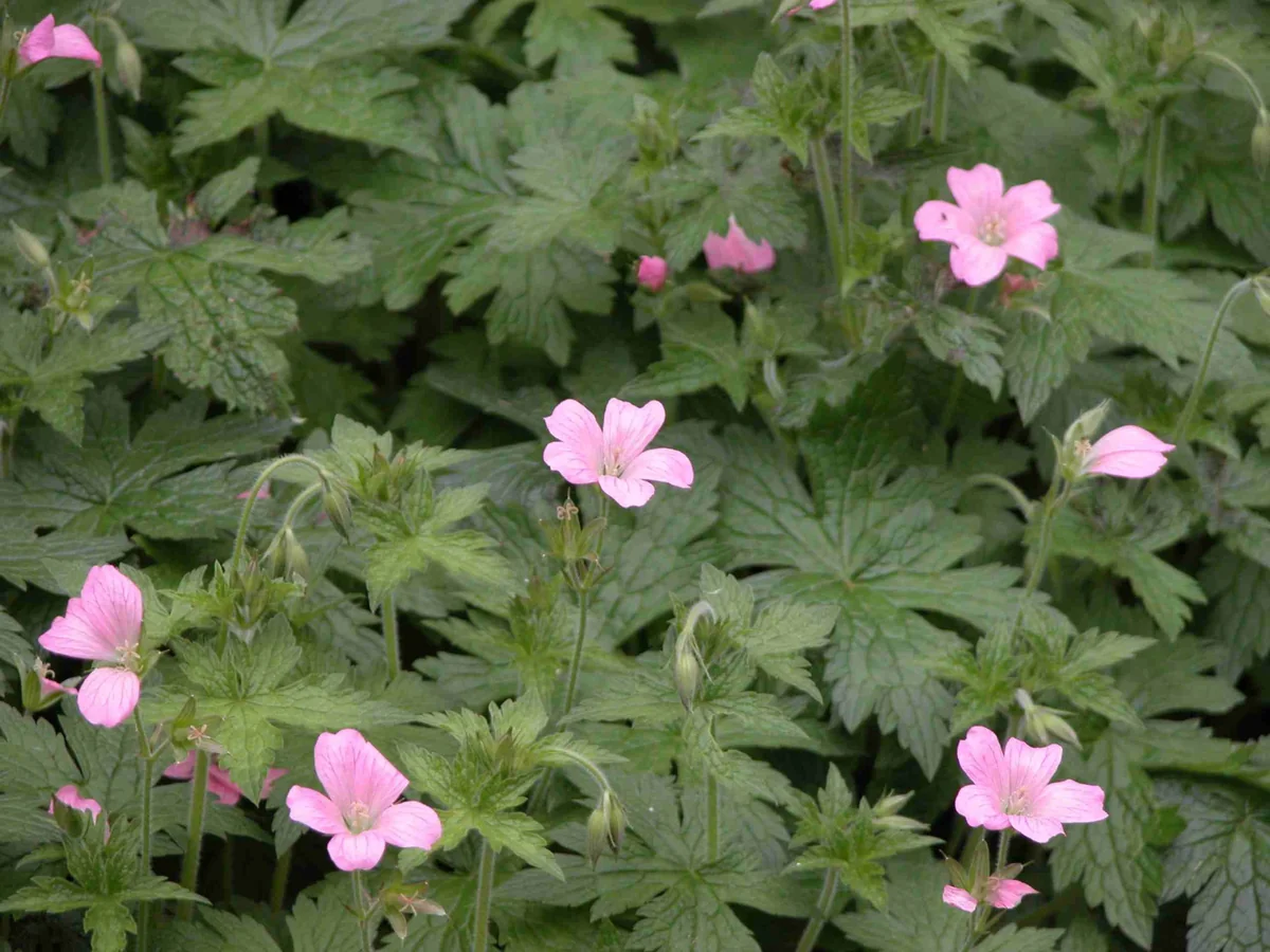 20 Wild Geraniums Cranesbill Bare Root Plants - Organic Geranium Maculatum - Image 1