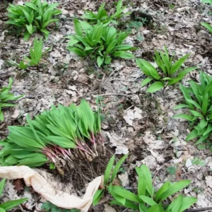20 Wild Ramps Bulbs - Bare Root Wild Leeks (Allium tricoccum) for Planting - Image 3