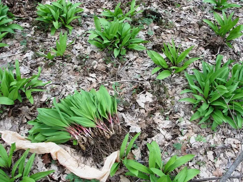 20 Wild Ramps Bulbs - Bare Root Wild Leeks (Allium tricoccum) for Planting - Image 3