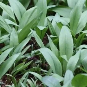 20 Wild Ramps Bulbs - Bare Root Wild Leeks (Allium tricoccum) for Planting - Image 5