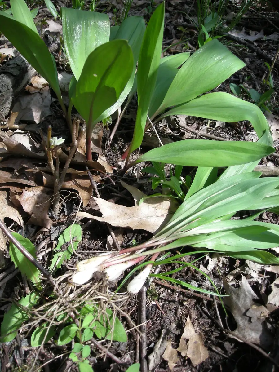 20 Wild Ramps Bulbs - Bare Root Wild Leeks (Allium tricoccum) for Planting - Image 1