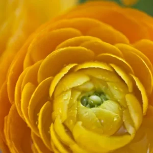 20 Yellow Ranunculus Flower Bulbs - Jumbo Size, Perennial, Zones 8-10 - Image 5