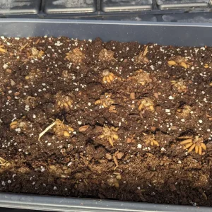 20 Yellow Ranunculus Flower Bulbs - Jumbo Size, Perennial, Zones 8-10 - Image 9